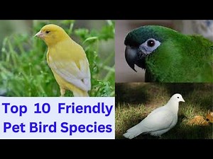 Top 10 Friendly Pet Bird Species