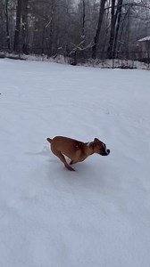 Run Olive… RUN! | Wrigley, Bauer, Kobe, and Sophie Boxer