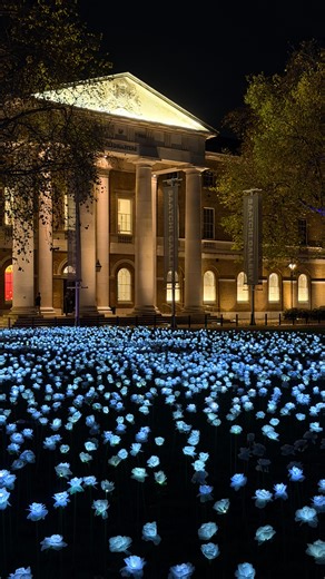The Berkeley on Instagram: "Last night, The Ever After Garden bloomed once again, now in Duke of York Square, in the heart of Chelsea. 🤍🌹 Over 30,000 illuminated white roses light up the square, each one a tribute to a loved one and in support of The Royal Marsden Cancer Charity. ✨ This breathtaking installation is a garden of love and remembrance open through December for all to visit and dedicate a rose. 💫 Bravo @anyahindmarch @camillamorton #EverAfterGarden"