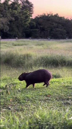 🦫 Capivaras: os animais mais tranquilos do Brasil! 🇧🇷 #brasil #explorebrasil #capibara #capivara
