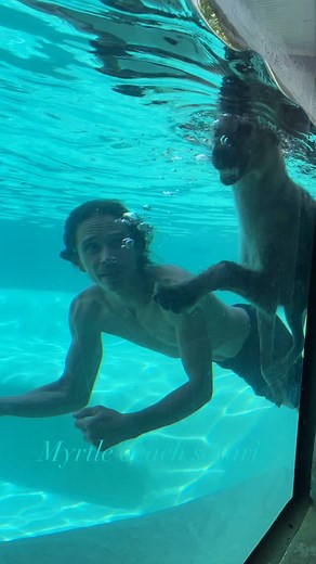 Hyenas are some of Africa’s most misunderstood animals — intelligent, powerful, and even graceful in the water. Learn more at MyrtleBeachSafari.com 🌍❤️☮️ | Myrtle Beach Safari Wild Encounters Tour