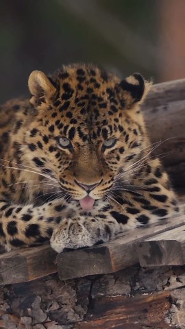 Beautiful Amur Leopard Spotted—Nature’s Stunning Predator!