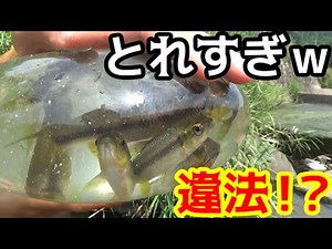 Can You Catch Millions of Fish Just by Sinking a Glass Bottle