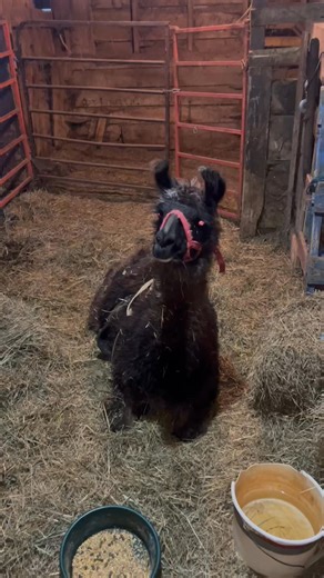 Lift needed! Rose needs a lift! Rose is a 5 yo llama that sadly contracted meningeal worm which causes neurologic issues, leg weakness and she cannot currently stand. She has been on an aggressive medication protocol but her owner is elderly and wants to surrender her in hopes we can help get her walking again. She has been showing some improvement and eating and drinking well. She weighs 275 lbs so we need to get her up in a lift daily to strengthen her legs. If anyone has one we can borrow for