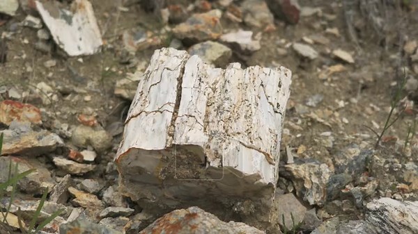 Petrified wood fossil tree trunk, arid badlands scenery, mineral grain, cracked surface. Silicified log fragment shows agatized bark patterns, ancient geology, weathered strata under sun Stock Video Footage - Alamy