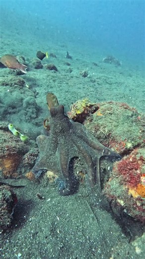 9.5K views · 101K reactions | I’ve never seen anything like this...