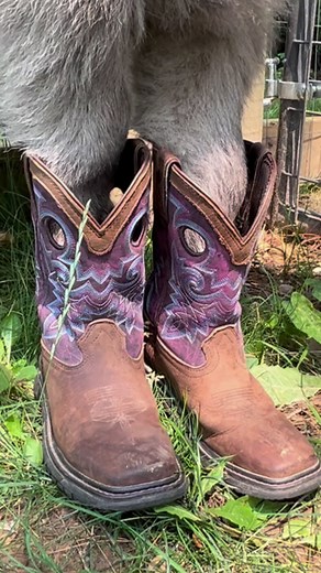 Bringin’ Country Back 🤠🐮 #farmlife #farm #cute #animals #fluffy | Fluffy Feather Farm