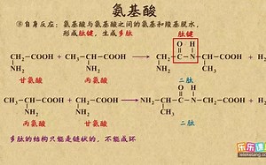 《13》氨基酸