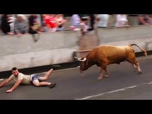 Bullfighting Path to Salga - Bulls ER (410,415,429,443) - 7/7/2025 - Terceira Island - Azores