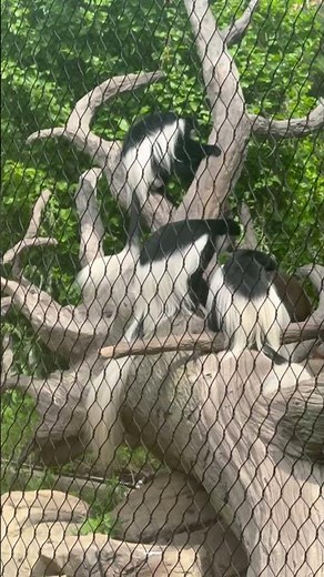 Black and White Colobus Monkeys at the Nashville Zoo 🤯 Amazing Monkeys you’ve never seen b4 sub!