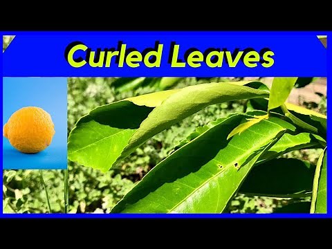 LEAF CURL on Citrus Trees (WHY)