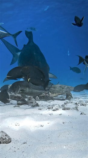 26K views · 216 reactions | Why turtles have shells…. jonoallenphotography (IG) #tigersharks #turtle #sharks #tigershark #hawksbillturtle #gangsterturtle #take3forthesea | Take 3 | Facebook