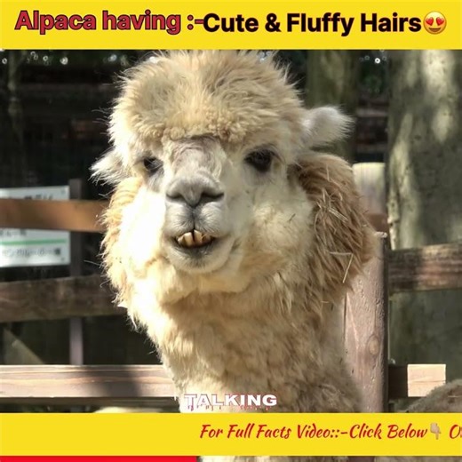 You Won't Believe How Fluffy These Alpacas Are! 😍 #alpaca #alpacas #cuteanimals #fluffy #alpacalove