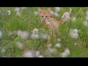 Bound and leap- Milo and Otis