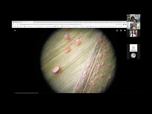Corn Disease Identification