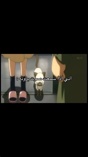 صوت بزونه: لماذا تضحك القطط وتصيح؟