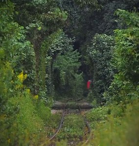 This little red train in Japan that looks like it’s going through a forest tunnel.