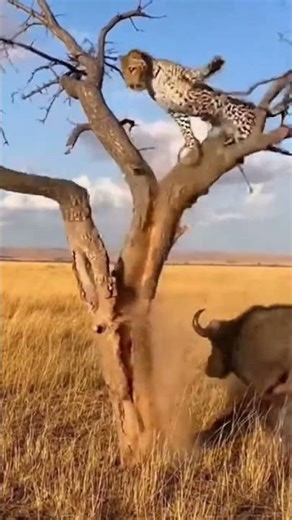 Leopard Taking a Nap Gets Attacked by Angry Buffalo