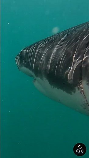 Gaping Great White Shark Slides Under The Surface