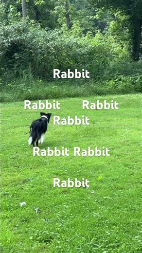 Bucky vs Rabbit #bordercollie