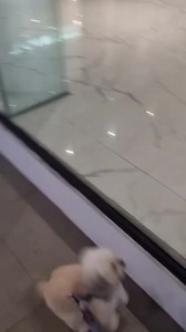 Look how cute finny finn finn so excited to go and hug mommy Karylle 🥹😍 | The Mistos