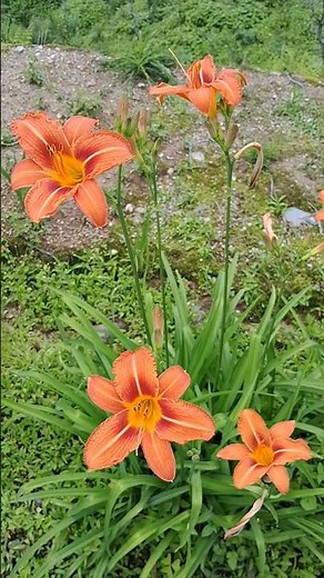#hemerocallis fulva! From Bud to Beauty #lily #lilies #flowers #ornamentalplants #trending