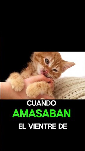 ¿Por qué tu gato te AMASA? 🐾 (La verdad científica) #reels