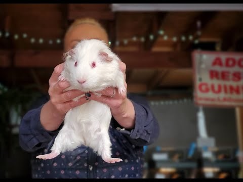 Guinea Pig Pick Up and Holding Techniques Demonstrated