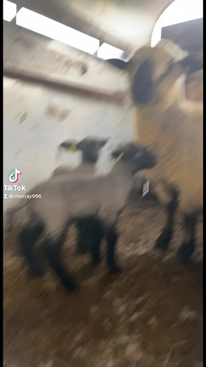 A wild first 10 months as part of the Hampshire Down sheep society. #northernireland #ukfarming #agriculture #tangtok #farmtok #hauling #livestock #fyp #showsheep #hampshiredown #sheep #agritok #Irishfarming #lambing #showing #showseason #showprep #showseason2022 #runboyrun
