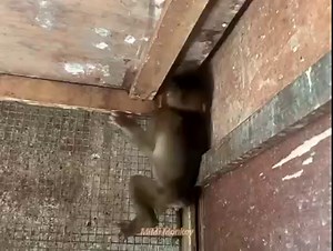 9.6K views · 219 reactions | Poor baby monkey, he is afraid of people, really pathetic | MiMi Monkey | Facebook