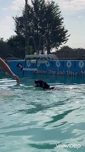 Little Mabel’s first ever swim, she loved it! | Canine Dip and Dive Maldon