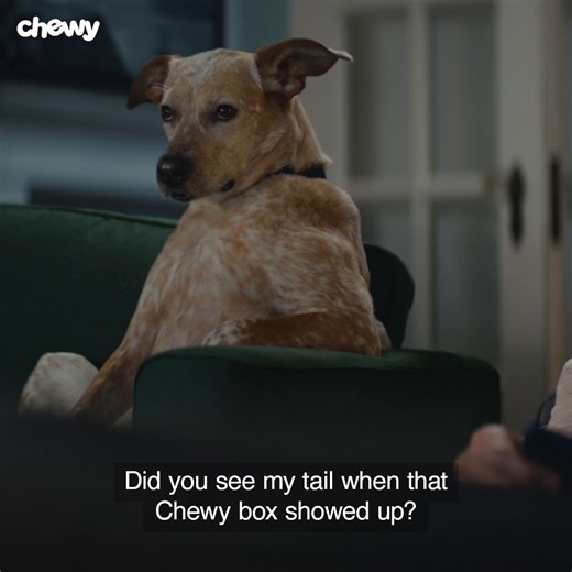 Wait, does “BFF” stand for best friend forever? Or best furry friend? Seriously, we need answers. | Chewy