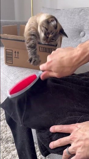 Testing the world’s most popular fur removing product! #bestpetsupplies #amazonfinds