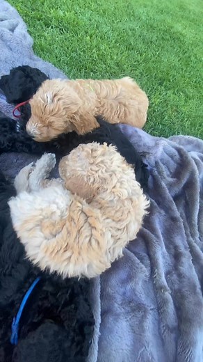 Nap time. 😴 | South Australian Oodle Breeder