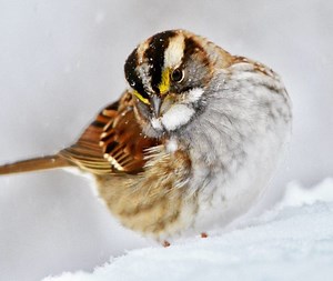 How to Identify a White-Throated Sparrow
