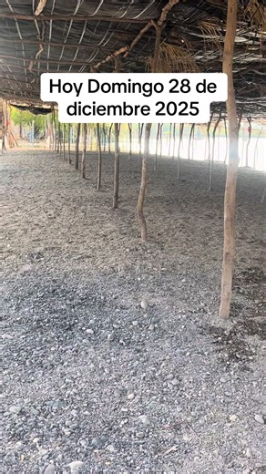 #doming #rio #playa #raiser @creator search insights