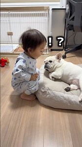This is what happened when a 2-year-old touched our sleeping dog… #DailyLife #Family #FrenchBulldog