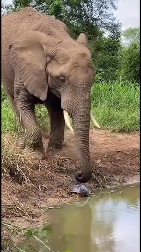 Curious Elephant Gently Greets a Tiny Turtle #ElephantAndTurtle #UnlikelyFriends #Elephant #Turtle #GentleGiant #Wildlife #AnimalEncounter #Heartwarming #CuteAnimals #AnimalFriendship #Safari #Nature #Interspecies #ViralVideo | LaughLab