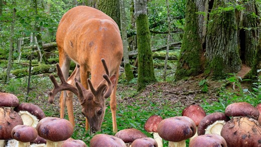 Mushrooms Are a Deer's Secret Favorite Food. Here's How to Easily Grow a Mushroom Food Plot