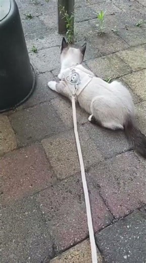 First time outside (on a leash)