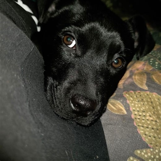 Tree ID - identify that tree | Does anyone know what kind of pine tree this is | Facebook