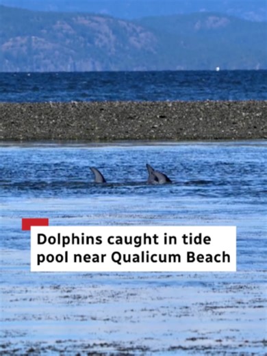 Dolphins Trapped in Tide Pool Near Qualicum Beach