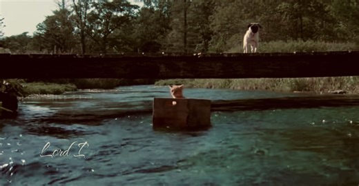 500 miles #foryoupagе #miloandotis #edit #trending #foryou | Milo And Otis