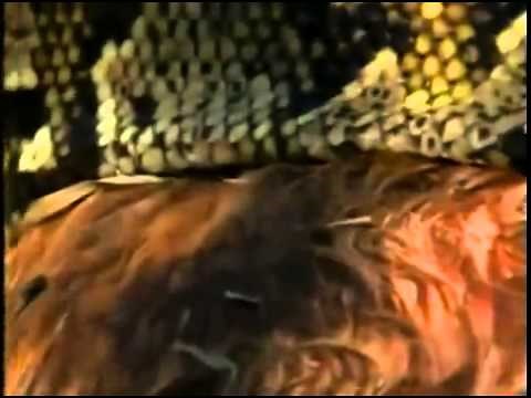 Discovery Animal | Most Amazing Moments National Geographic, Discovery Channel