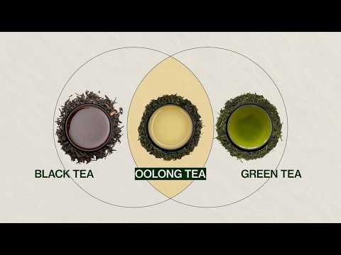 All About Oolong Tea - In Between Green Tea and Black Tea