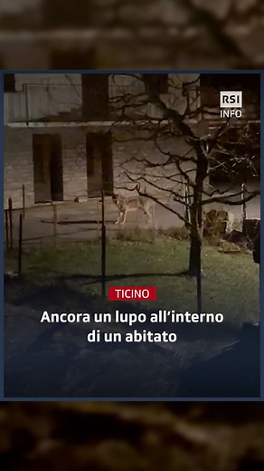 23K views · 1.2K reactions | Un lupo è stato visto ancora una volta...
