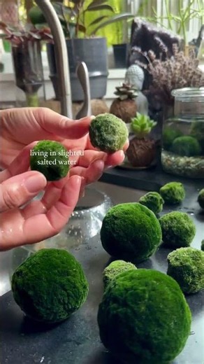 Discover the Secret to Keeping Marimo Moss Balls Healthy 🌿💧