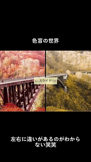 色盲と色弱の違い - 色盲の世界を探る