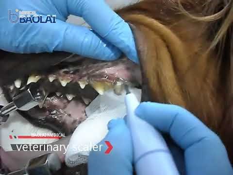 Veterinary uses Baolai B5 ultrasonic scaler to clean teeth of dog