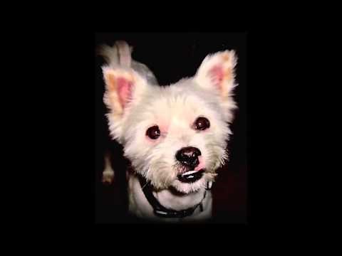 Fragile - Sting -) Guitar Backing Tracks